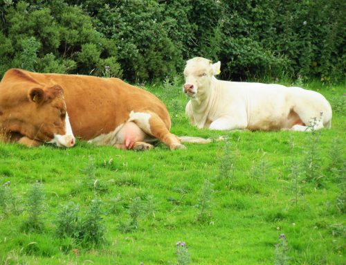 Milchfieber und Calciummangel – Der schleichende Krankmacher der Kühe