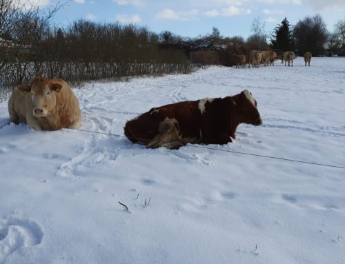 Kühe und Rinder scheren im Winter – Arbeitsbeschaffungsmaßnahme oder sinnvolle Initiative?